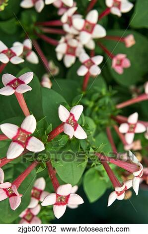 Flowers View Large Photo Image Stock Image - Flowers. Fotosearch