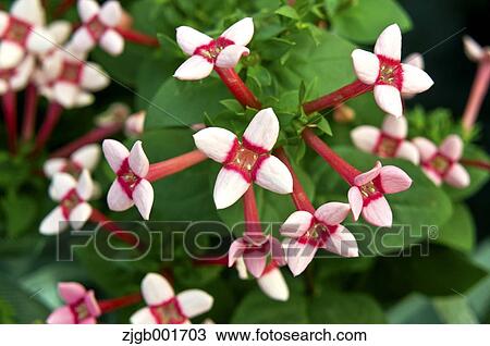 Stock Image - Flowers. Fotosearch