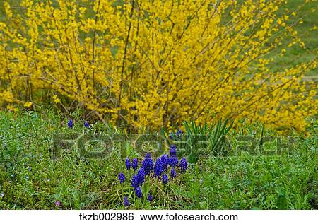 Forsythia View Large Photo Image Stock Photograph - Forsythia. Fotosearch