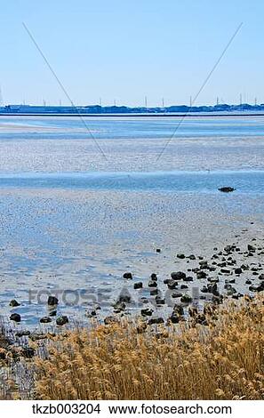 Picture - Fujimae-Higata Tidal Flat, Aichi Prefecture. Fotosearch