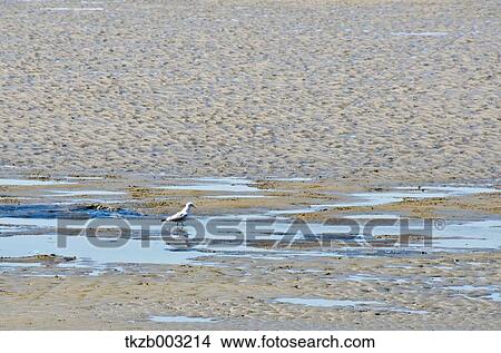 Picture - Fujimae-Higata Tidal Flat, Aichi Prefecture. Fotosearch