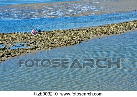 Stock Image - Fujimae-Higata Tidal Flat, Aichi Prefecture. Fotosearch