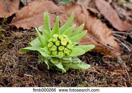 Giant Butterbur View Large Photo Image Stock Photograph - Giant Butterbur. Fotosearch