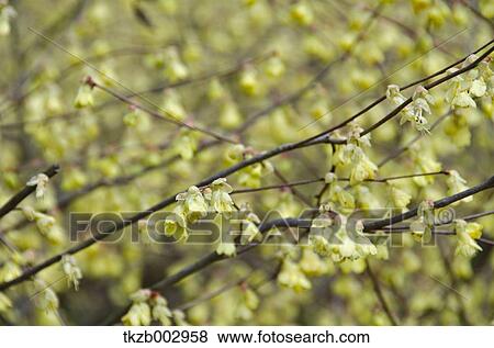 Giant Dogwood View Large Photo Image Stock Photo - Giant Dogwood. Fotosearch