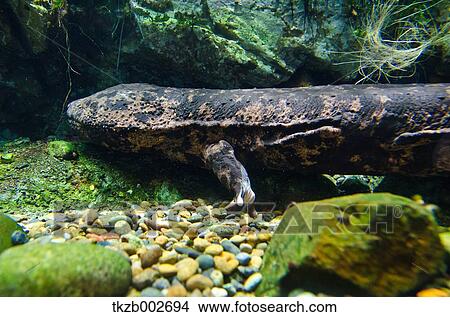 Giant salamander View Large Photo Image Picture - Giant salamander. Fotosearch