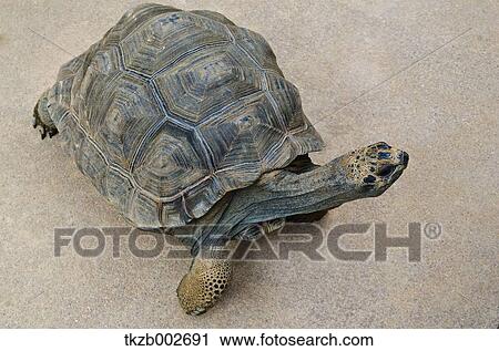 Giant tortoise View Large Photo Image Stock Image - Giant tortoise. Fotosearch