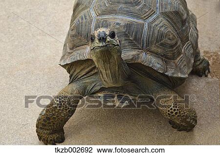 Stock Image - Giant tortoise. Fotosearch