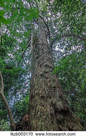 Giant tree View Large Photo Image Stock Image - Giant tree. Fotosearch