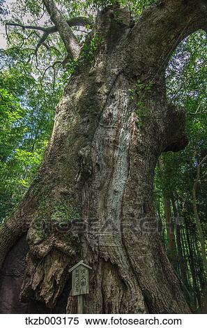 Giant tree View Large Photo Image Stock Photography - Giant tree. Fotosearch