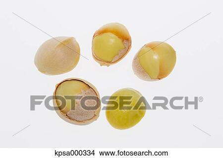 Ginkgo fruits View Large Photo Image Picture - Ginkgo fruits. Fotosearch