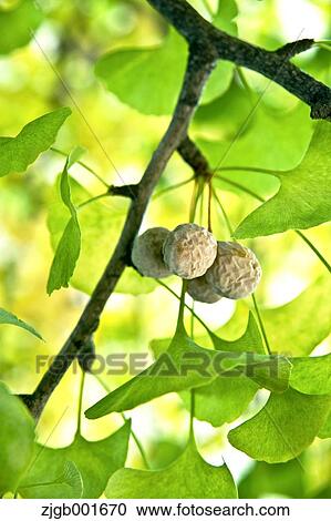 Stock Image - Ginkgo fruits. Fotosearch