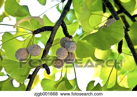 Stock Photo - Ginkgo fruits. Fotosearch