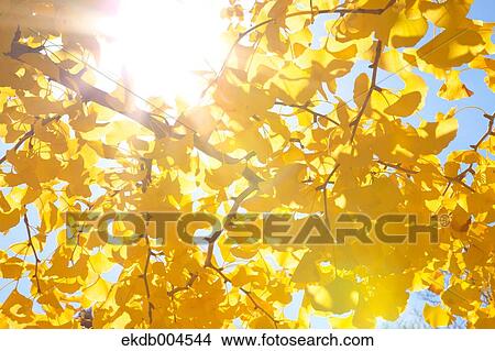 Ginkgo leaves View Large Photo Image Picture - Ginkgo leaves. Fotosearch