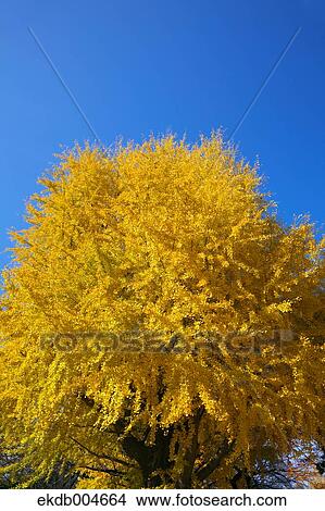 Ginkgo leaves View Large Photo Image Picture - Ginkgo leaves. Fotosearch