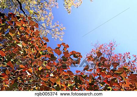 Ginkgo leaves View Large Photo Image Picture - Ginkgo leaves. Fotosearch