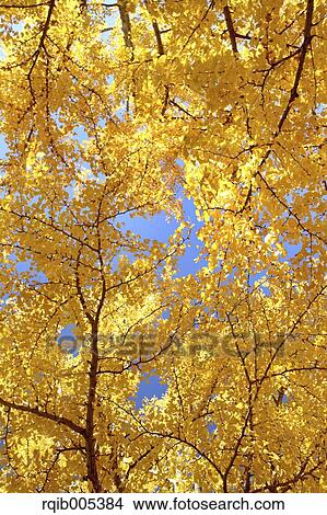 Ginkgo leaves View Large Photo Image Picture - Ginkgo leaves. Fotosearch
