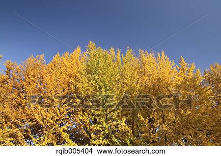 Picture - Ginkgo leaves. Fotosearch