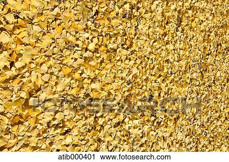Stock Image - Ginkgo leaves. Fotosearch