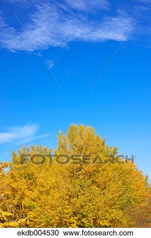 Ginkgo leaves View Large Photo Image Stock Image - Ginkgo leaves. Fotosearch