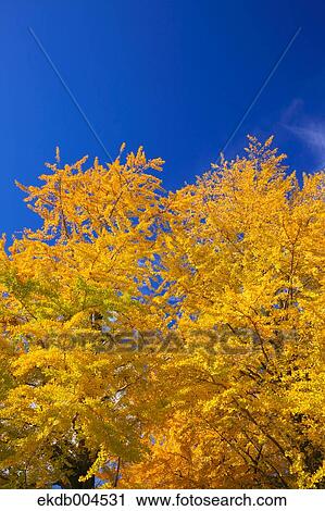 Ginkgo leaves View Large Photo Image Stock Image - Ginkgo leaves. Fotosearch