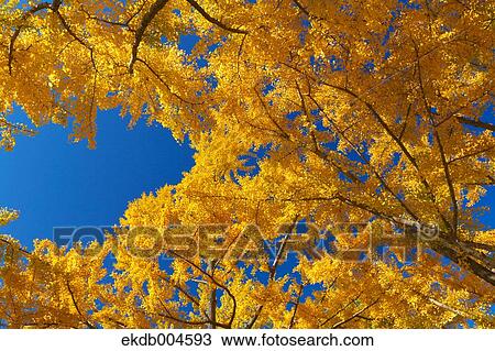 Ginkgo leaves View Large Photo Image Stock Image - Ginkgo leaves. Fotosearch