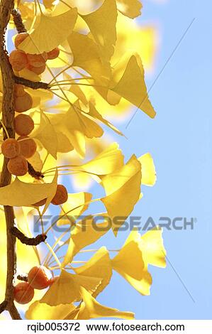 Stock Image - Ginkgo leaves. Fotosearch
