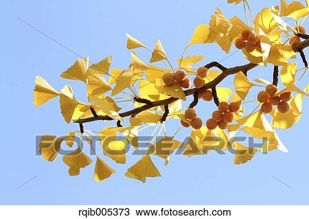 Ginkgo leaves View Large Photo Image Stock Image - Ginkgo leaves. Fotosearch