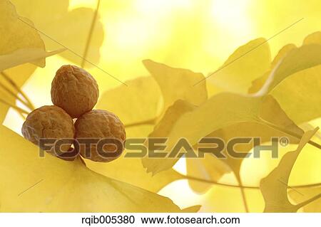 Ginkgo leaves View Large Photo Image Stock Image - Ginkgo leaves. Fotosearch