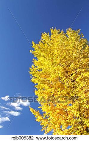 Stock Image - Ginkgo leaves. Fotosearch