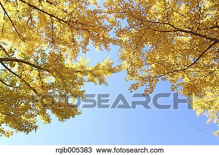 Ginkgo leaves View Large Photo Image Stock Image - Ginkgo leaves. Fotosearch