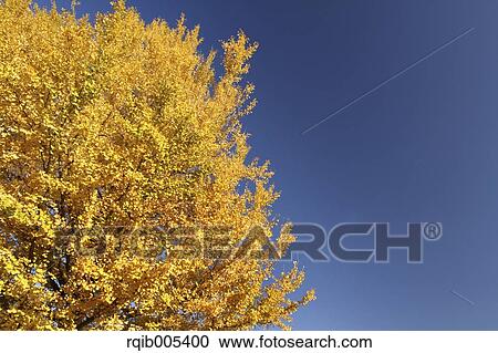 Ginkgo leaves View Large Photo Image Stock Image - Ginkgo leaves. Fotosearch