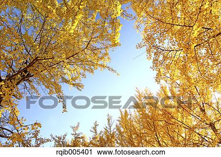 Ginkgo leaves View Large Photo Image Stock Image - Ginkgo leaves. Fotosearch