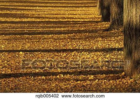 Stock Image - Ginkgo leaves. Fotosearch
