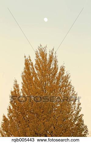 Stock Image - Ginkgo leaves. Fotosearch