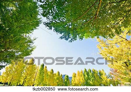 Ginkgo leaves View Large Photo Image Stock Image - Ginkgo leaves. Fotosearch