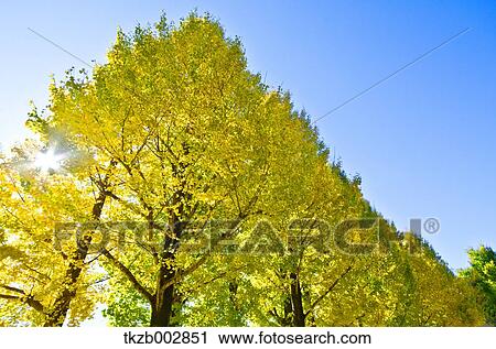Ginkgo leaves View Large Photo Image Stock Image - Ginkgo leaves. Fotosearch