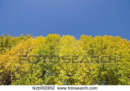 Ginkgo leaves View Large Photo Image Stock Image - Ginkgo leaves. Fotosearch