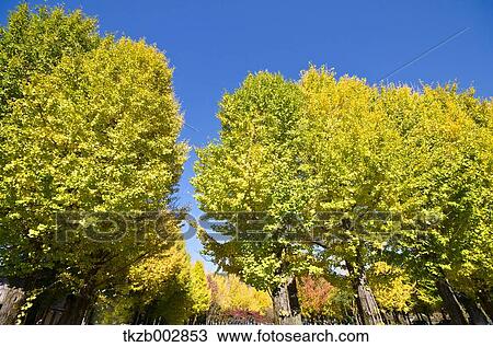 Ginkgo leaves View Large Photo Image Stock Image - Ginkgo leaves. Fotosearch