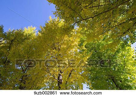 Ginkgo leaves View Large Photo Image Stock Image - Ginkgo leaves. Fotosearch
