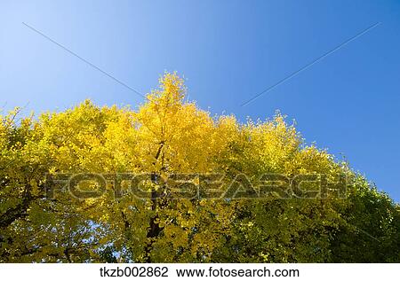 Ginkgo leaves View Large Photo Image Stock Image - Ginkgo leaves. Fotosearch