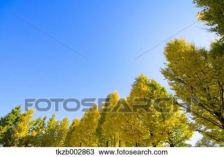 Stock Image - Ginkgo leaves. Fotosearch