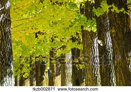 Ginkgo leaves View Large Photo Image Stock Image - Ginkgo leaves. Fotosearch