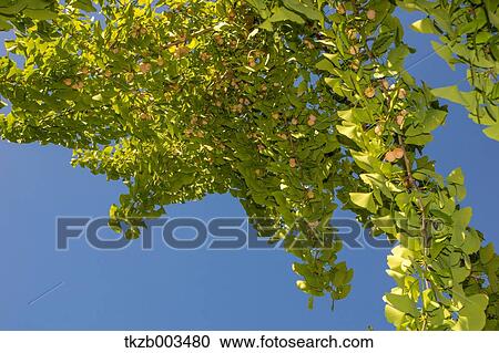Ginkgo leaves View Large Photo Image Stock Image - Ginkgo leaves. Fotosearch