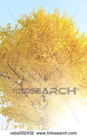 Ginkgo leaves View Large Photo Image Stock Image - Ginkgo leaves. Fotosearch