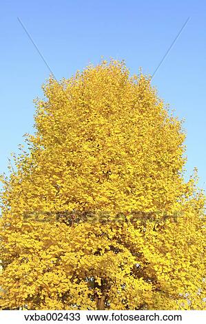 Ginkgo leaves View Large Photo Image Stock Image - Ginkgo leaves. Fotosearch