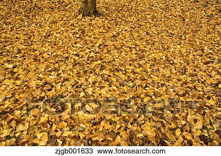Ginkgo leaves View Large Photo Image Stock Image - Ginkgo leaves. Fotosearch