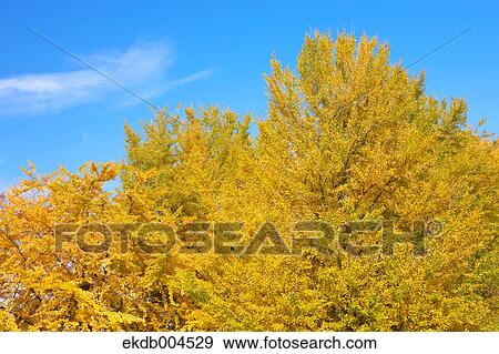 Ginkgo leaves View Large Photo Image Stock Photo - Ginkgo leaves. Fotosearch