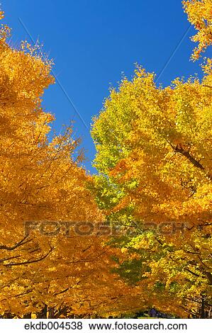 Ginkgo leaves View Large Photo Image Stock Photo - Ginkgo leaves. Fotosearch
