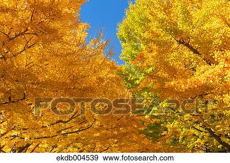 Ginkgo leaves View Large Photo Image Stock Photo - Ginkgo leaves. Fotosearch