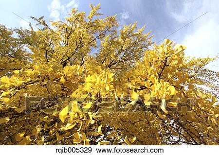 Ginkgo leaves View Large Photo Image Stock Photo - Ginkgo leaves. Fotosearch